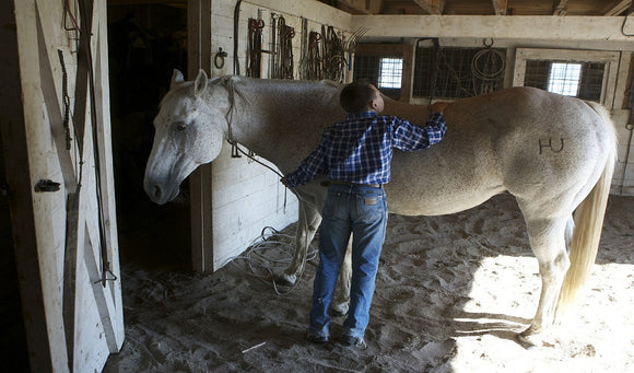 Grooming Tips for Your Horse