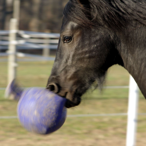 Horsemen's Pride Jolly Ball (10 in Blue)