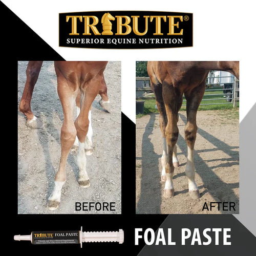 Tribute Foal Paste Nutrient & Probiotic-Packed Supplement (32 cc)