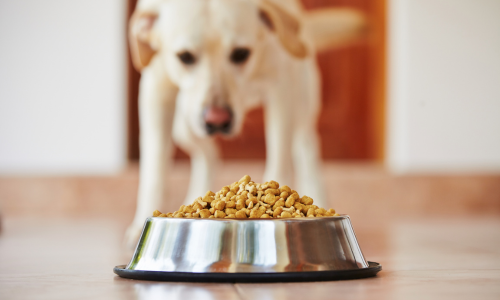 Dog getting ready to eat from it's bowl