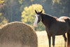 Texas Haynet Round Bale Hay Net (1 Ct)