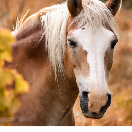 Horse Feed & SuppliesHorse