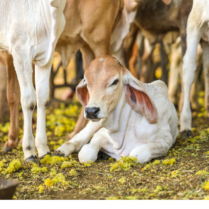 Livestock Feed & SuppliesCow laying down