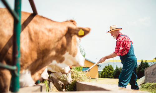 Farmer feeding cows hay with a pitch fork