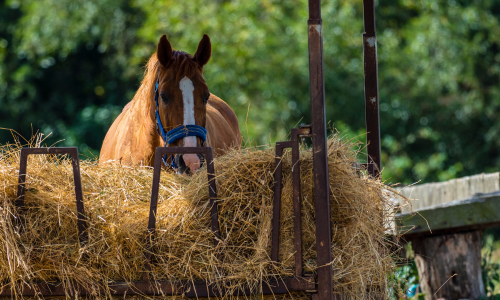 Horse eating hay