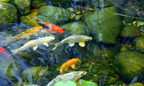 Koi fish in a pond