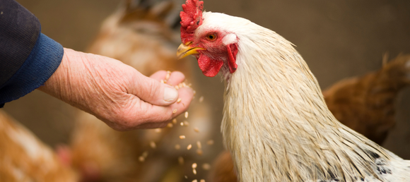 A chicken being fed by hand