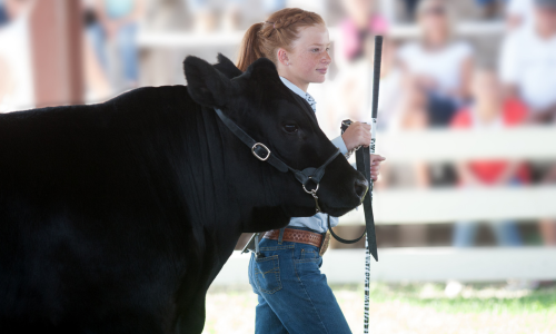 Girl walking her show cow