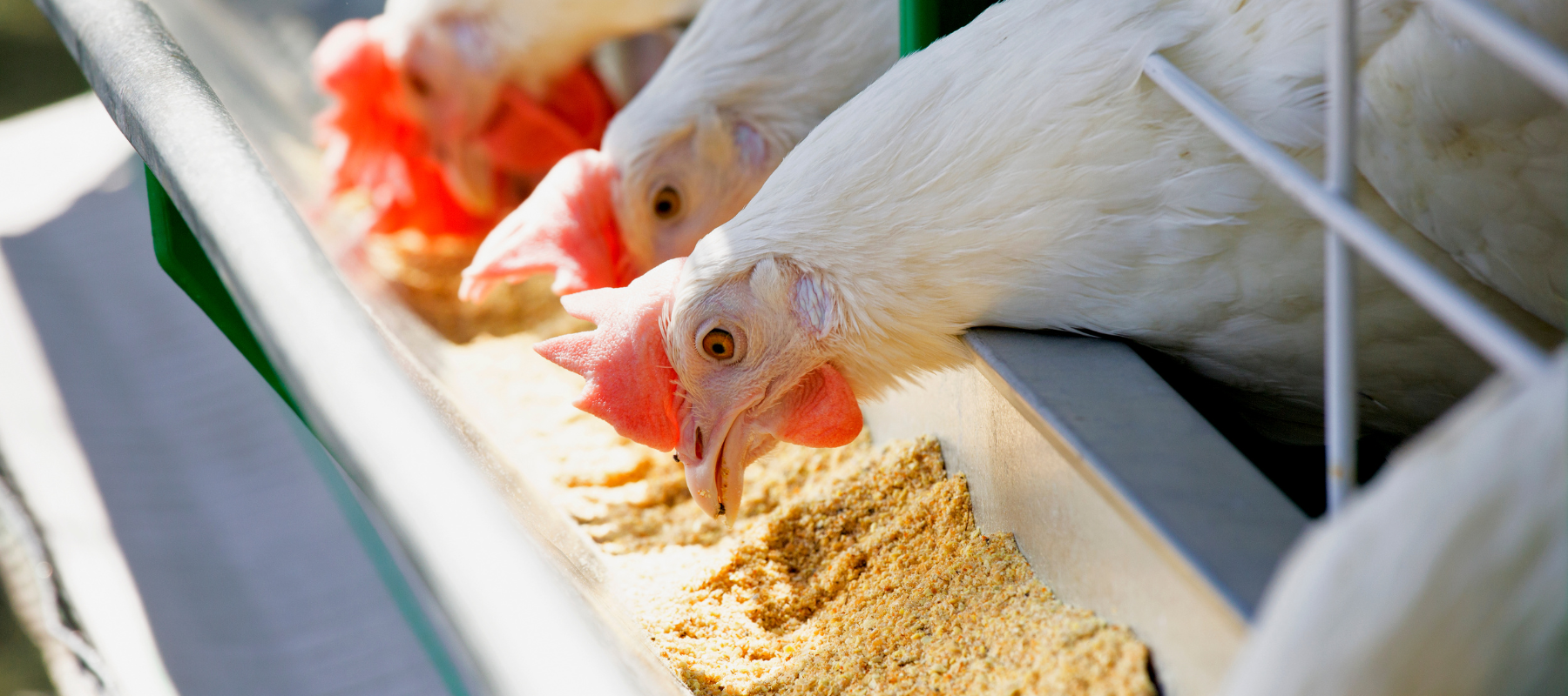 Chickens eating feed