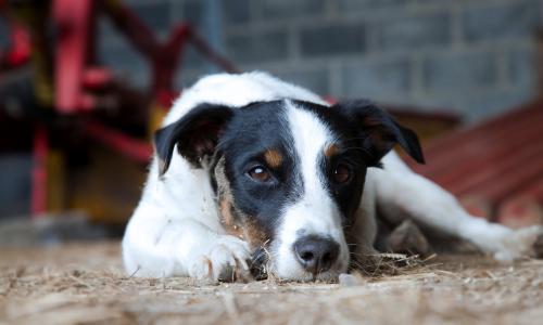 Dog laying down