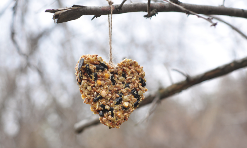 Bird suet hanging from a tree