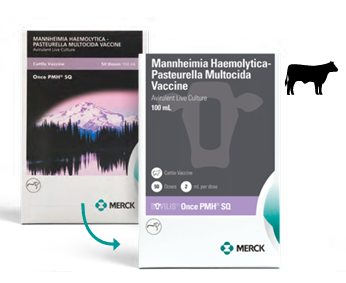 Merck Bovilis® Once PMH® SQ