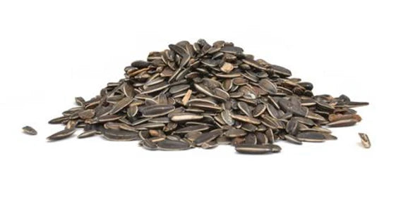 Naturalist Striped Sunflower Seed