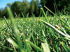 Monty’s Turf Power SRN 13-2-6 with Micronutrients & Humics