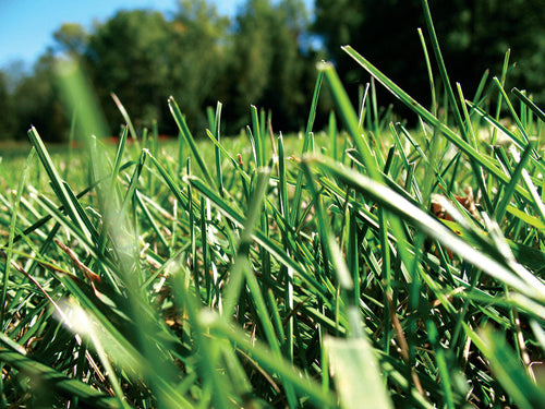 Monty’s Turf Power SRN 13-2-6 with Micronutrients & Humics
